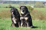 DOGUE DU TIBET 664